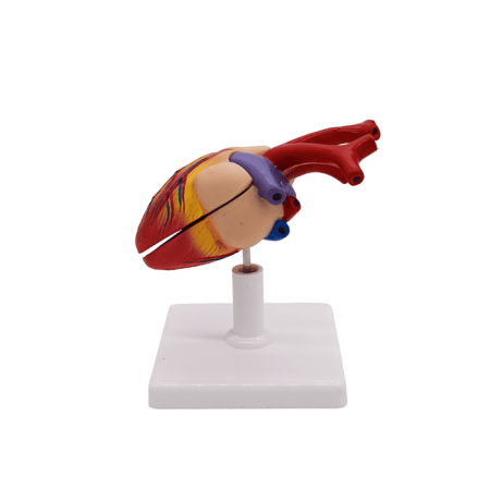 Набор моделей «Сердце позвоночных» (7 моделей)